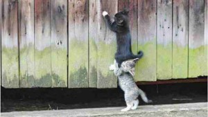 Ballroom Dancing, Teamwork